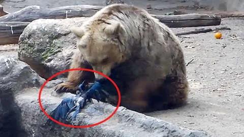 물에 빠진 까마귀 구해준…'먹방' 곰