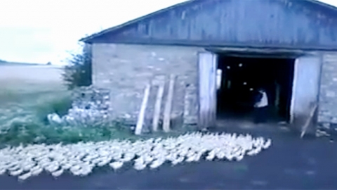 '집에 가자!'…한 마디에 대열 갖춘 오리떼