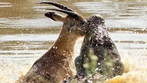 뛰는 임팔라 vs 물에 숨은 악어…완벽 제압!