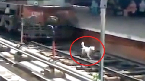 운수 좋은 개…열차에 깔려도 '구사일생'