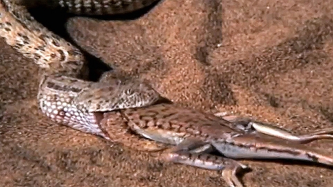 '사막 살모사'의 숨바꼭질…도마뱀을 '덥석'