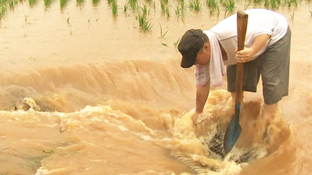 충남 북부 집중폭우...농경지 침수