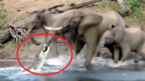 '코끼리'의 수난…악어가 긴 코를 '덥석'