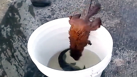 물고기 도둑 '밍크'의 범죄현장…'끈질기네!'