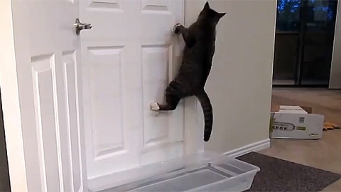 '주인이 닫으면 나는 연다'…문 따는 고양이