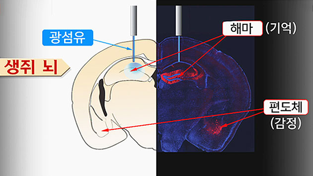 나쁜 기억을 좋은 기억으로 전환 성공