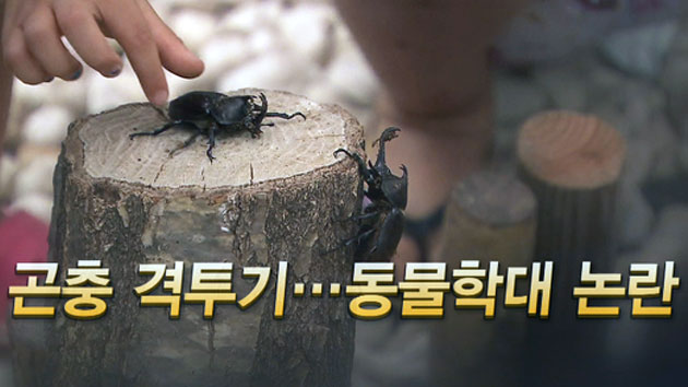 [영상] 곤충 격투기