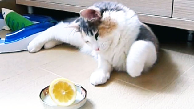 고양이, 레몬과 사투를 벌이다