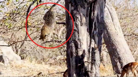 나무에서 수직낙하…표범, 단숨에 임팔라 제압