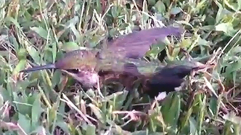 누군가 무심코 뱉은 껌…곤궁 처한 '아기새'