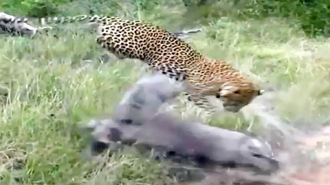 표범vs멧돼지…'감히 어딜 도망가려고?'