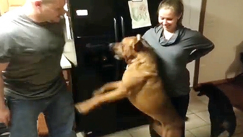 '여기 아기 있어요!'…충성심 발동한 견공