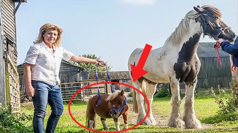 애완견 같은 귀여움…왜소증 걸린 '미니' 말