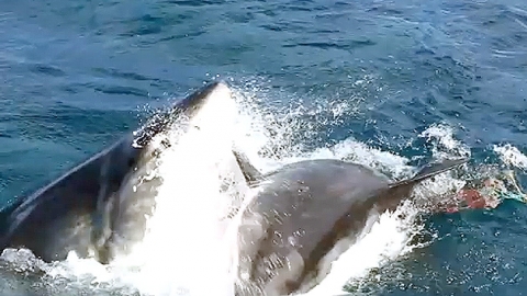 백상아리 vs 백상아리…살벌한 '죠스' 주인공