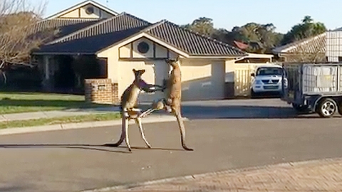 호주의 흔한 길거리 난투극…캥거루 vs 캥거루