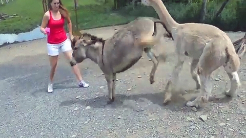 당나귀의 질투...훅 들어온 뒷발차기에 '깨갱'
