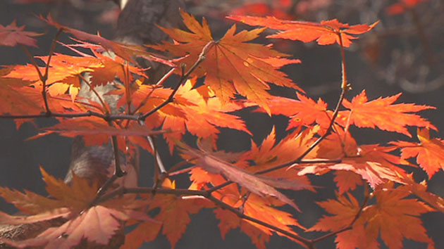 설악산 단풍 절정...산마다 다른 단풍색