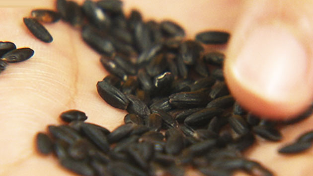 검은 쌀, 각종 위장병 치료 도움 확인