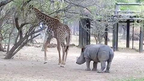 기린 vs 코뿔소…'뒷발차기에 뿔도 소용없네'