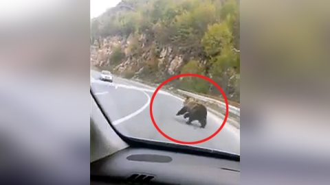 도로 한복판 방황하는 것의 정체…'곰이야?'