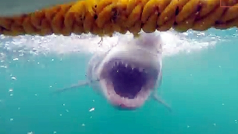 다이버 발견한 '백상아리'의 돌격…'거슬리네'