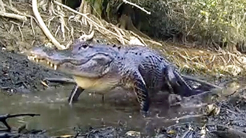 야생 포식자 악어, 두꺼비 포착하자 '꿀꺽'