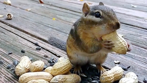 다람쥐의 폭풍 먹방…얼굴만 한 땅콩을 세 개씩