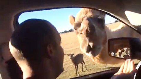 식탐 부리는 낙타…"맛있는 냄새 맡고 왔다네"