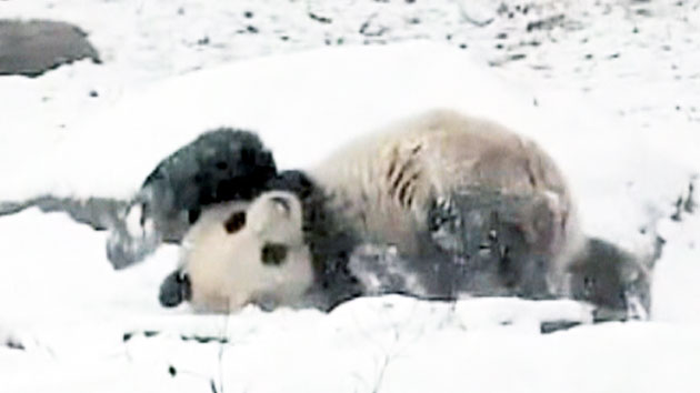 캐나다 동물원에서 눈썰매 즐기는 판다 '화제'