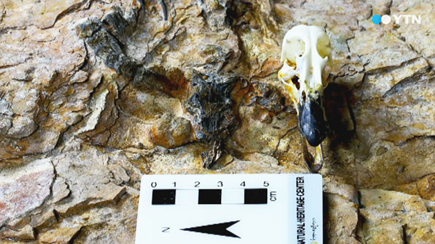 육식 수각류 공룡 화석 국내 첫 발견