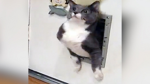 문에 낀 고양이…"문이 좁은건지, 뚱뚱한건지"