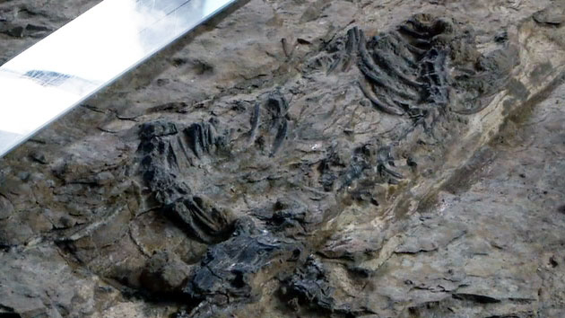 육식공룡 몸통 화석 국내 첫 발견