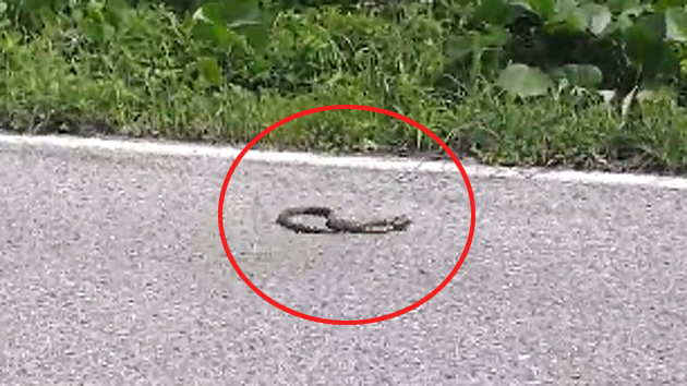 [제보영상] 뱀 공격에 '펄쩍' 뛰는 개구리