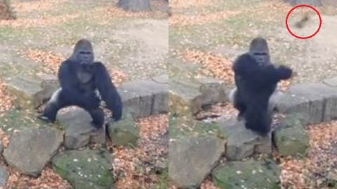 '미스터고 실사판?' 관람객에 분노의 돌직구