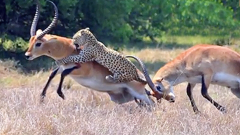 영양 싸움에 끼어든 표범…'극적인 탈출' 포착