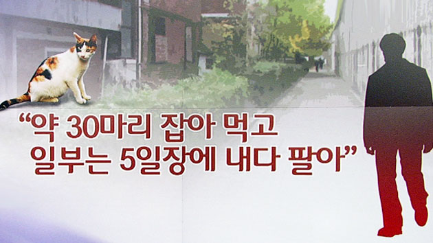 "관절염에 좋대서..." 고양이 잡아먹은 50대 입건