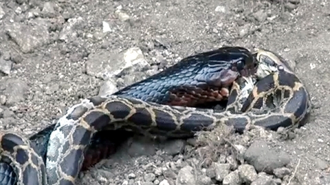 인디고뱀 vs 비단뱀…독 없으면 힘으로 제압