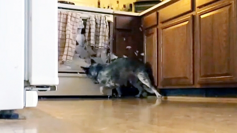 공 향한 견공의 집착…오븐 박살 '와장창'