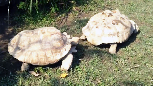 거북이의 따뜻한 우정