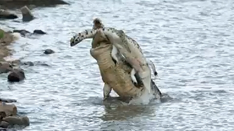 악어가 악어를 '꿀꺽'…동족상잔의 아찔한 순간