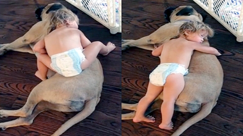 낮잠 자는 아기와 반려견…'침대보다 편해'