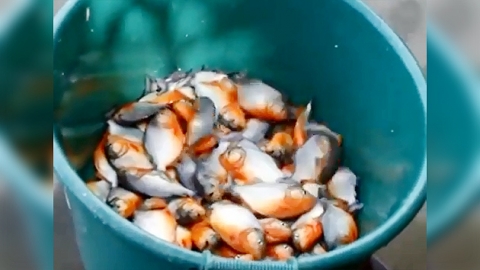 '식인 물고기' 피라냐 낚시법…왠지 '섬뜩'