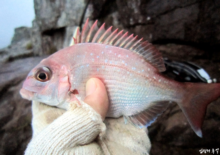 바다낚시 대상어와 관련된 애칭과 방언