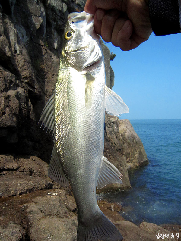 바다낚시 대상어와 관련된 애칭과 방언