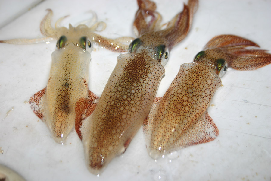 바다낚시 대상어와 관련된 애칭과 방언