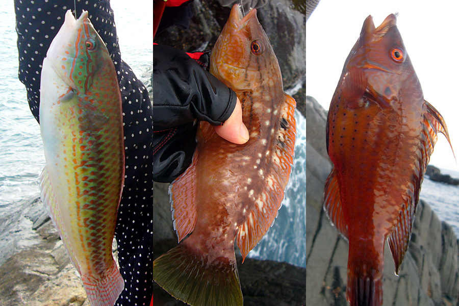 바다낚시 대상어와 관련된 애칭과 방언