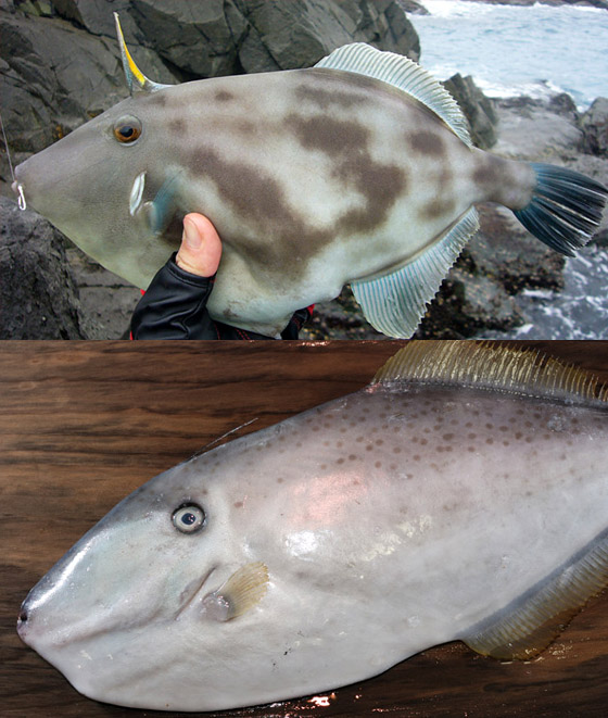 바다낚시 대상어와 관련된 애칭과 방언