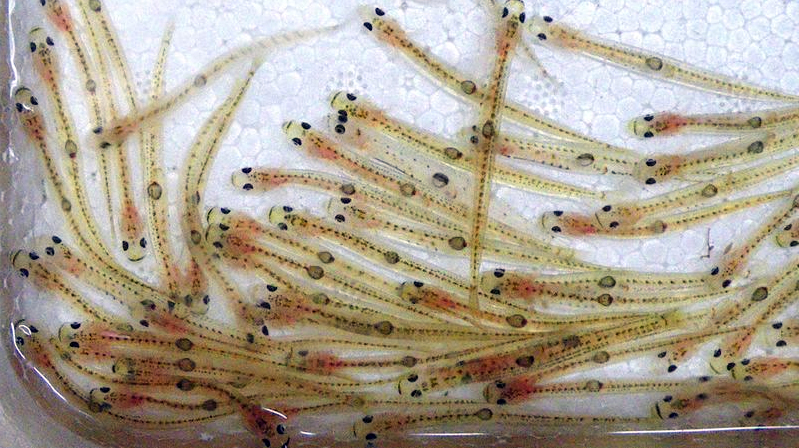 바다낚시 대상어와 관련된 애칭과 방언