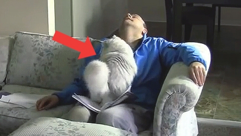 마누라보다 무서운 고양이? '집에선 업무금지'