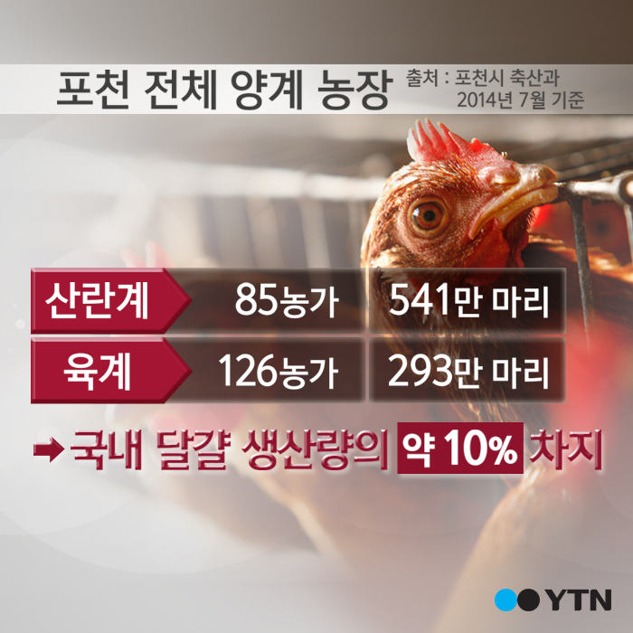 [한컷뉴스] 포천 AI 확진 '전국 달걀 10%가…'
